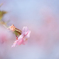 春の夢・・・♡