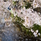 花散りつ川を流るる
