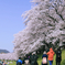満開の桜を記録する人々