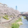 サクラとダンチ
