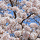 桜満開 明日から４月