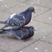 鳩
