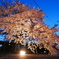 三方原　桜