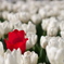 one red
