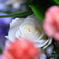 花束