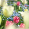 mixed flowers