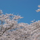 青空に咲く