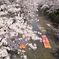 花吹雪
