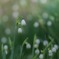 Leucojum aestivum