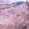 吉野の桜1