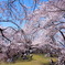 吉野の桜4