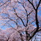 吉野の桜5