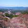 吉野の桜6