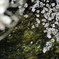 spring for tokyoites 2018