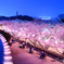 夜桜　戦場ヶ原公園