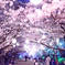 夜桜　戦場ヶ原公園