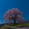 わに塚の桜