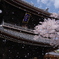 山門の桜吹雪