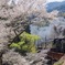 桜を横目に駆ける