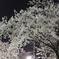 いつかまた咲くその日まで