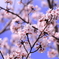 2018年　桜