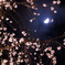 夜桜