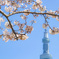 スカイツリーと桜