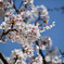 桜20180331-①