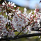 桜20180331-②