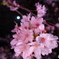 夜桜