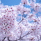 桜3