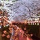 目黒川の夜桜