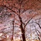 目黒川の夜桜2