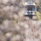 88年目の桜