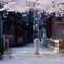 春の祇園白川1 