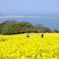 菜の花畑