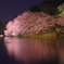 夜桜