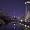 桜と福岡タワー
