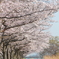 石川桜堤 ******