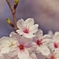 マクロで桜を　２
