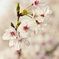 マクロで桜を　８