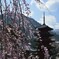 枝垂化粧の五重塔