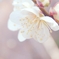 春