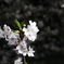 千鳥ヶ淵夜桜2