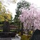 建仁寺の桜