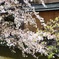 祇園の桜