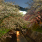 琵琶湖疏水の桜