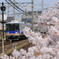 サザン桜