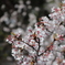 桜　橋の上から