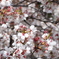 桜　橋の上から2